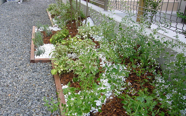 ハーブの寄せ植え