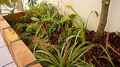 癒しの寄せ植え