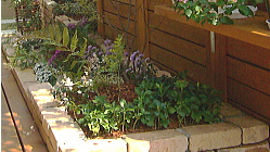 癒しの寄せ植え